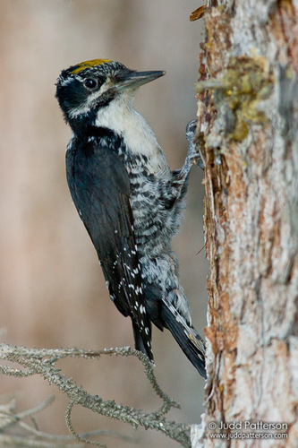 American Three-toed Woodpecker
