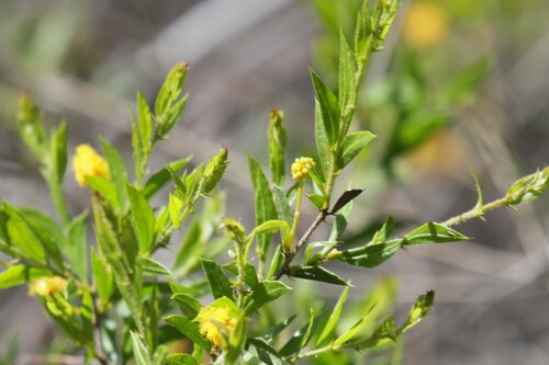 Acacia congesta