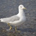 Ring-billed Gull - Photo (c) JJ Shaeffer, all rights reserved, uploaded by JJ Shaeffer