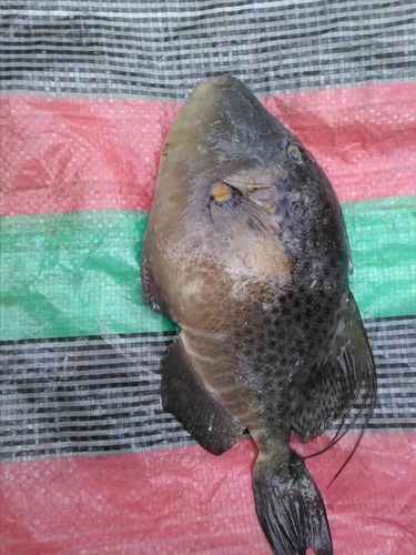 Bluespotted Triggerfish