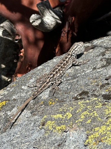 iNaturalist observation photo of Sierra Fence Lizard