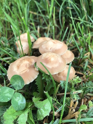 are marasmius oreades poisonous to dogs