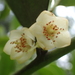 Cleyera japonica morii - Photo (c) 曾俊明, all rights reserved, uploaded by 曾俊明