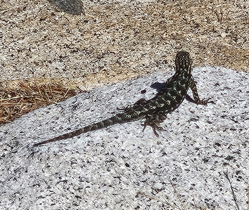 iNaturalist observation photo of Western Fence Lizard