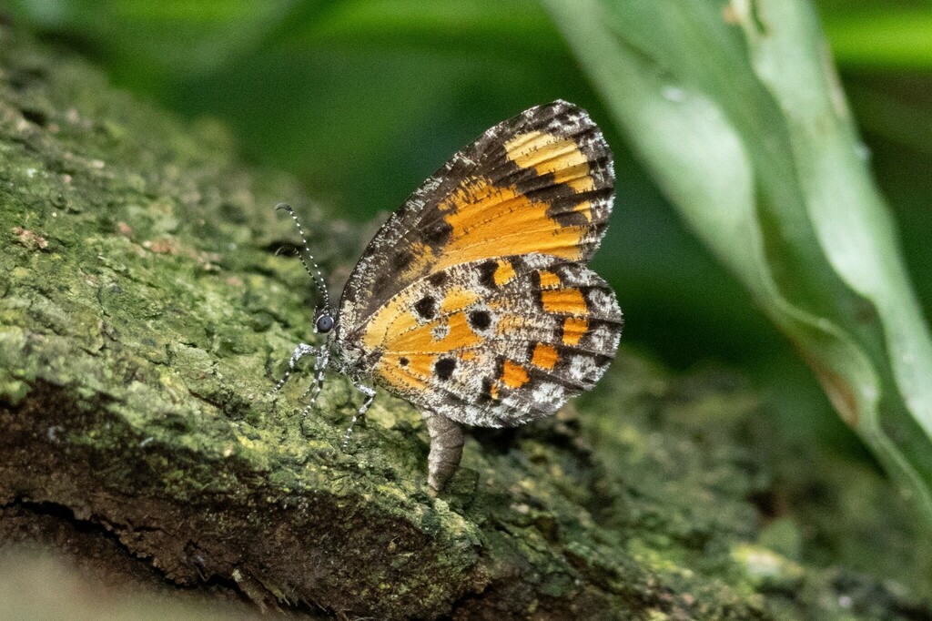 ERMOGENE MIRAGLIA（エルモジェネ　ミラジリア） Genus Mimeresia · iNaturalist