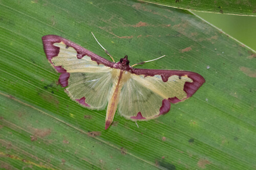 How to identify Cadarena pudoraria Hübner, 1825