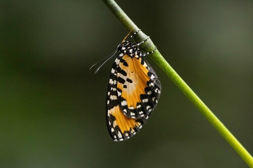 Telipna acraea