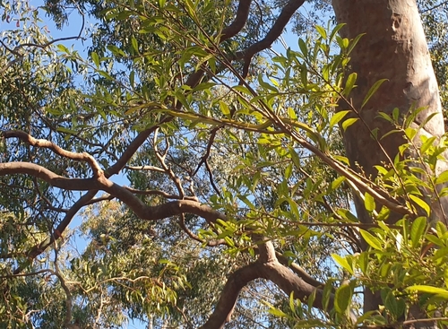 Common Tree Snake sighting
