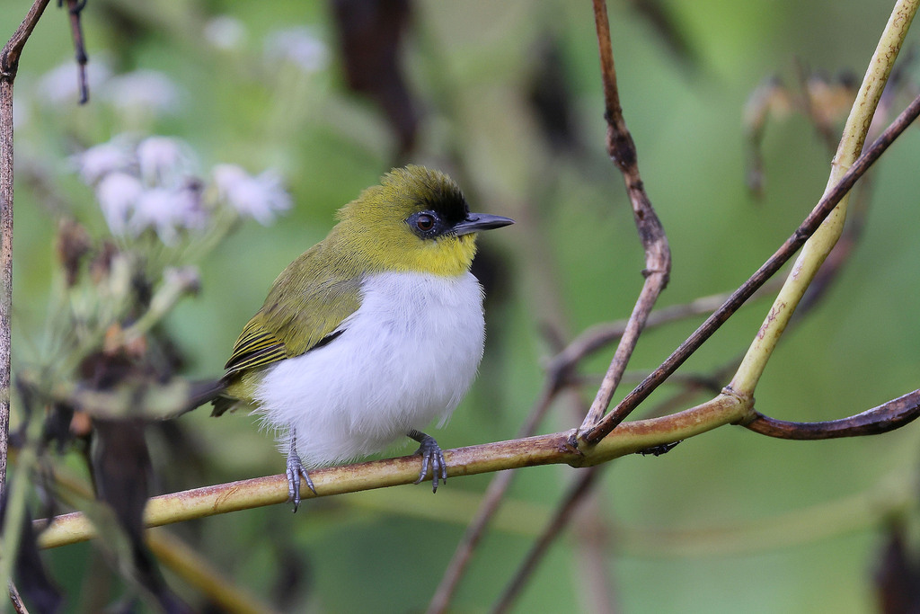 Togian White-eye (Zosterops somadikartai) photo