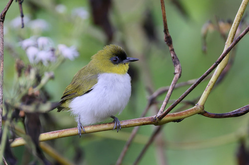 Togian White-eye