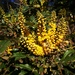 Mahonia nepalensis - Photo (c) HUANG QIN, all rights reserved, uploaded by HUANG QIN