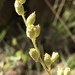 Heuchera inconstans - Photo (c) tscaroth, todos los derechos reservados