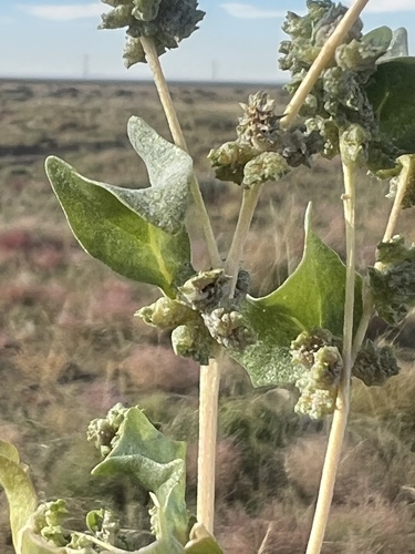 Atriplex sibirica