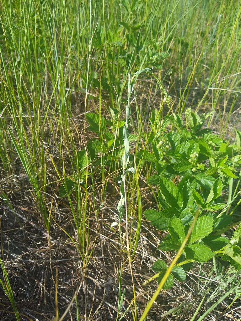 Tower Mustard in June 2019 by Alex Graeff · iNaturalist