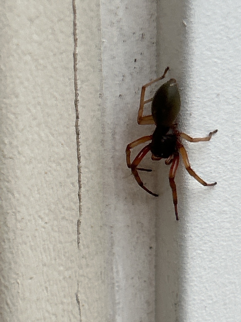 Broad faced sac spider from thornbrook rd ellicott city md us on