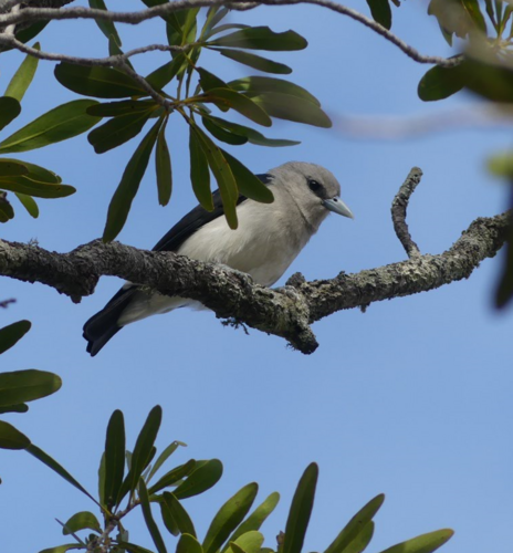 White-headed Vanga