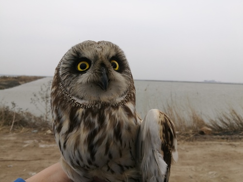 Northern Short-eared Owl