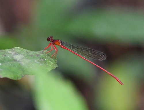 Risiocnemis tendipes