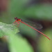 Igneocnemis tendipes - Photo (c) stijn-de-win, all rights reserved, uploaded by stijn-de-win