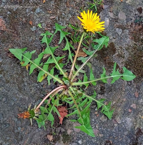 ochre-styled dandelion (Taraxacum xanthostigma)