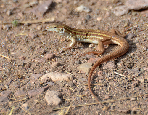 Sonoran Spotted Whiptail