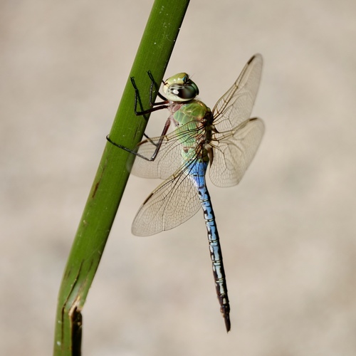 iNaturalist observation photo of Common Green Darner