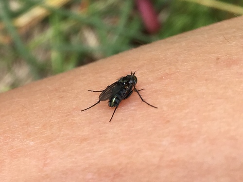 iNaturalist observation photo of Dolichopodinae