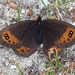 Piedmont Ringlet - Photo (c) Bruno Ponsonnaille, all rights reserved, uploaded by Bruno Ponsonnaille