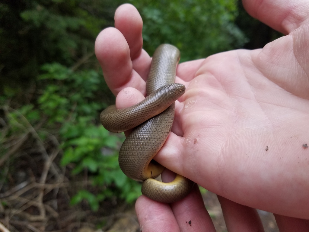 Northern Rubber Boa from Utah County, USUT, US on June 30, 2019 at 10