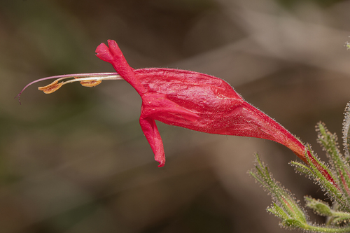 Ruellia asperula (Mart. ex Ness) Lindau