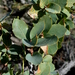 Quercus depressipes - Photo (c) Lex García, todos os direitos reservados, uploaded by Lex García