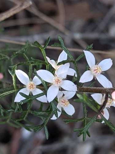 Cyanothamnus anemonifolius (A.Cunn.) Duretto & Heslewood