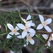 Cyanothamnus anemonifolius - Photo (c) Lisa Hicks, todos los derechos reservados, subido por Lisa Hicks