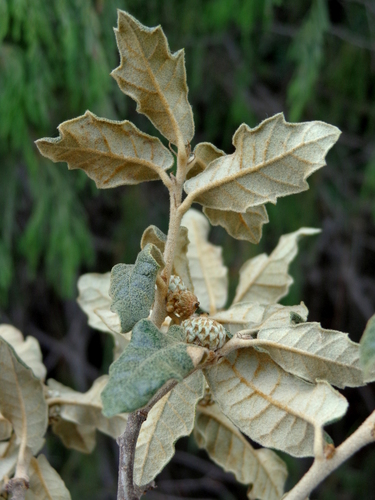 Quercus supranitida