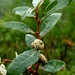 Quercus mohriana - Photo 由 Lex García 所上傳的 (c) Lex García，保留所有權利