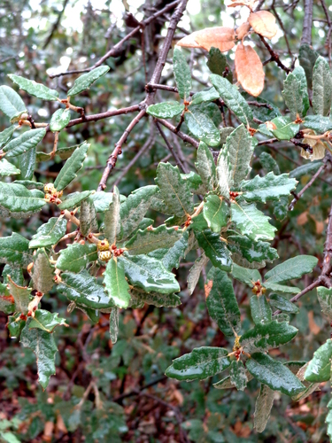Quercus supranitida