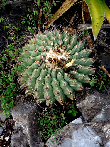 Thelocactus rinconensis ssp. hintonii