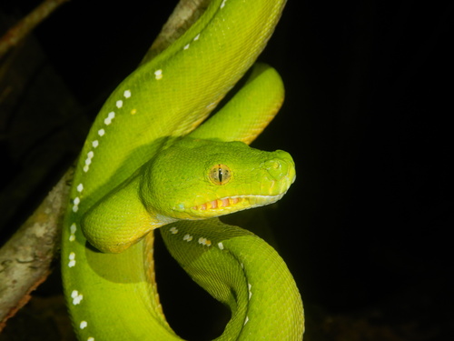 Southern Green Python sighting