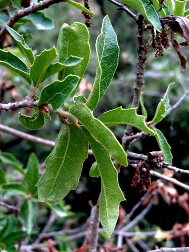 Quercus pringlei