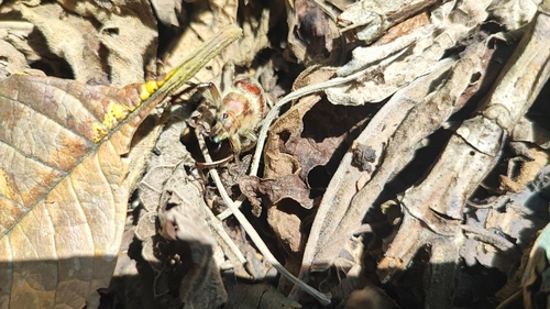 Subgenus Sphaenognathus · iNaturalist