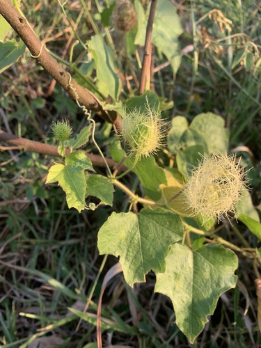 Stinking Passionflower
