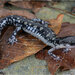 Salamandra de Fourche Mountain - Photo (c) Jake Scott, todos los derechos reservados, subido por Jake Scott