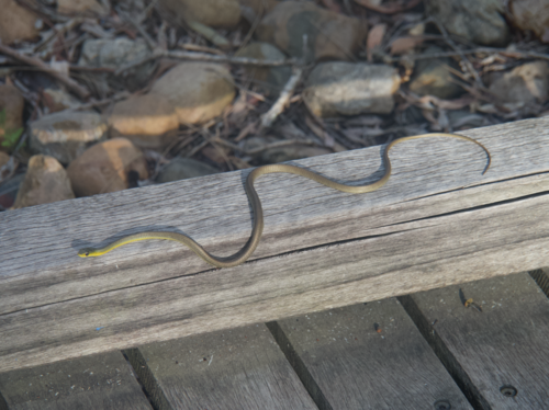 Common Tree Snake sighting