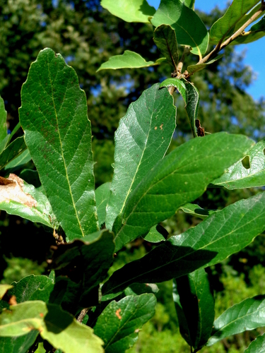 Quercus laeta