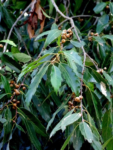 Sartor's Oak