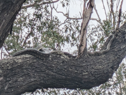 Coastal Carpet Python sighting