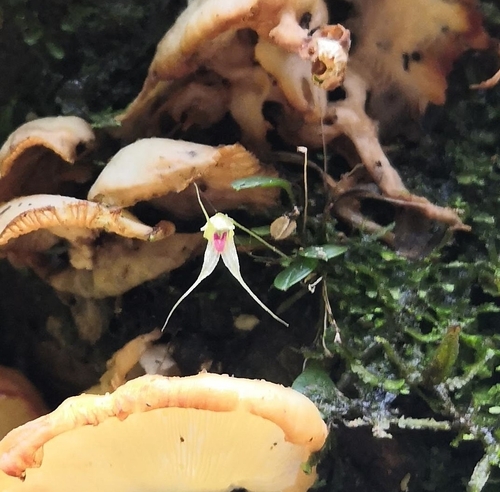 Specklinia turrialbae