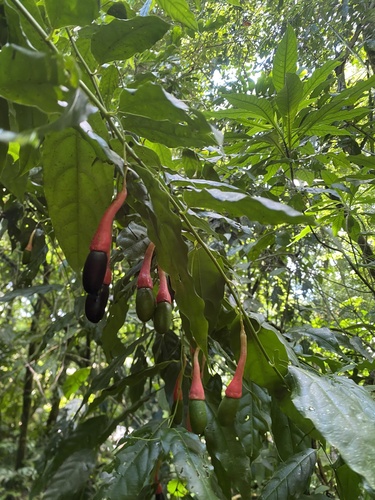 Ocotea tenera - Whole tree