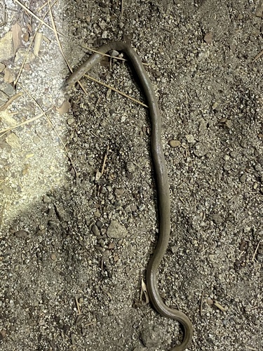 iNaturalist observation photo of Northern Rubber Boa