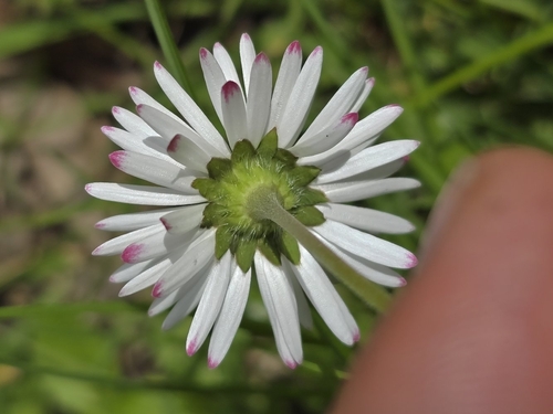 Daugiametė saulutė nuotrauka